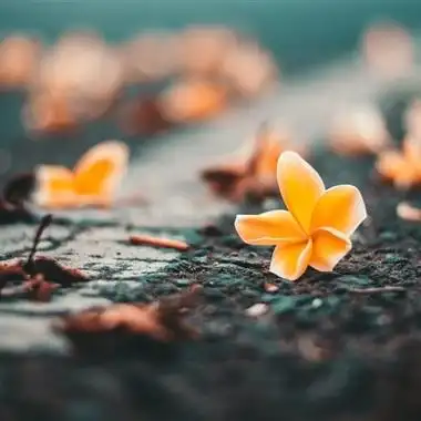 清新花朵微信头像图片 有意境能带来好运的