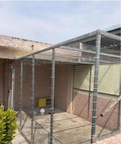 新年鸽舍建成夫妻两的鸽子梦