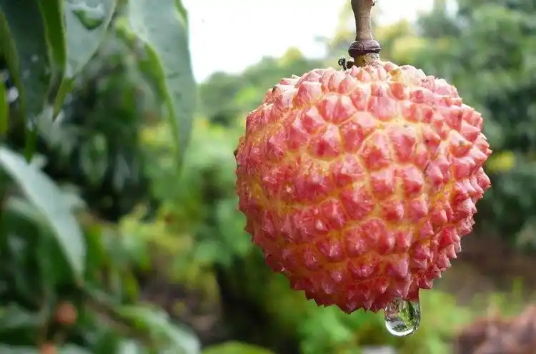 惠画堂凤凰山校区国画一班美术课堂之  荔枝图>>