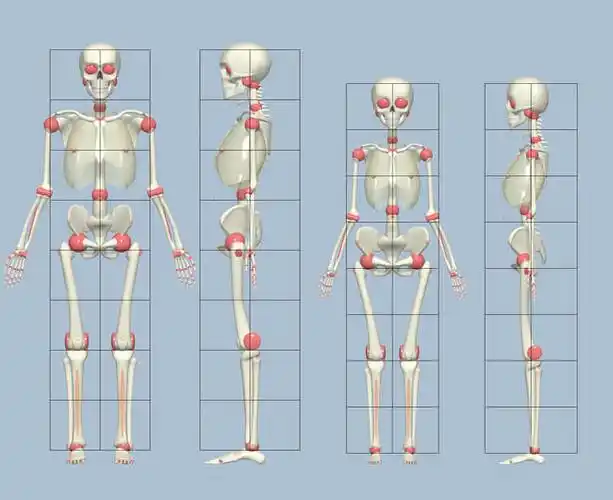 游戏原画动漫人物骨骼绘画技巧
