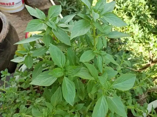 金不换植物的功效与作用 关于金不换的简单介绍