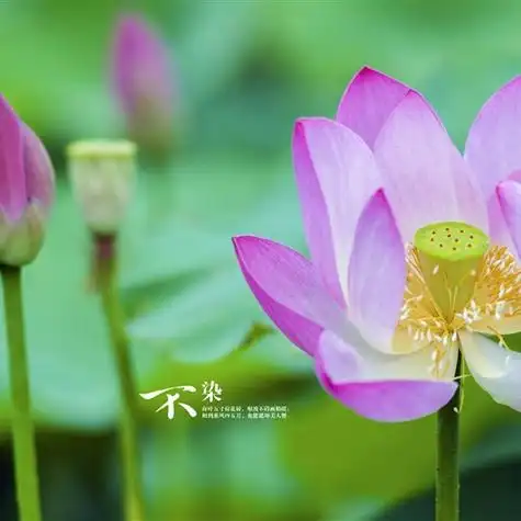 精选自然风光清新淡雅风景头像蓝天白云绿色植物